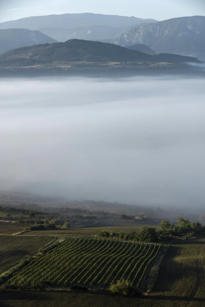 CLOSERIE DES LYS - VUE AERIENNE VIGNES BRUME (4)