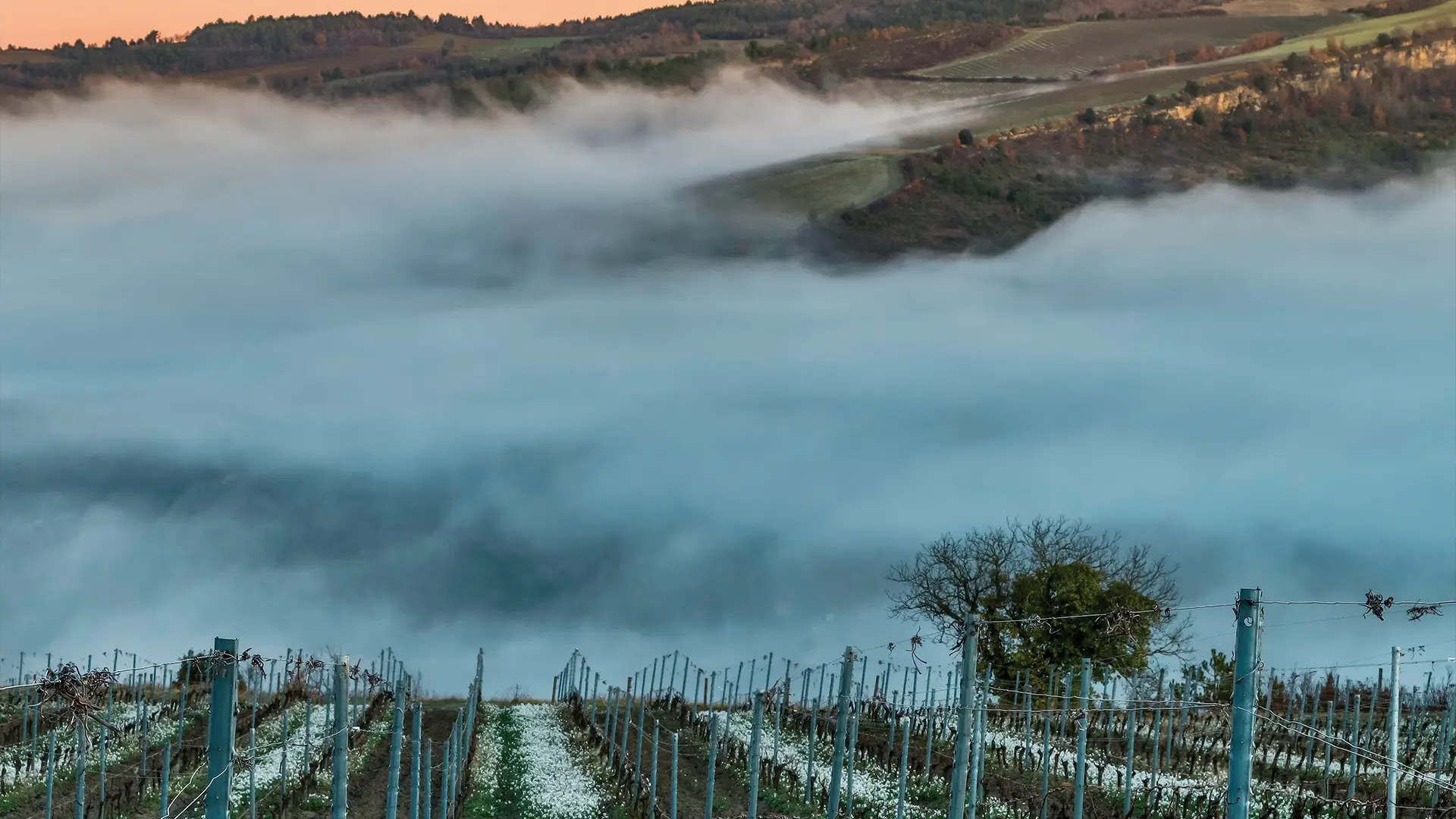 parcelle closery des lys